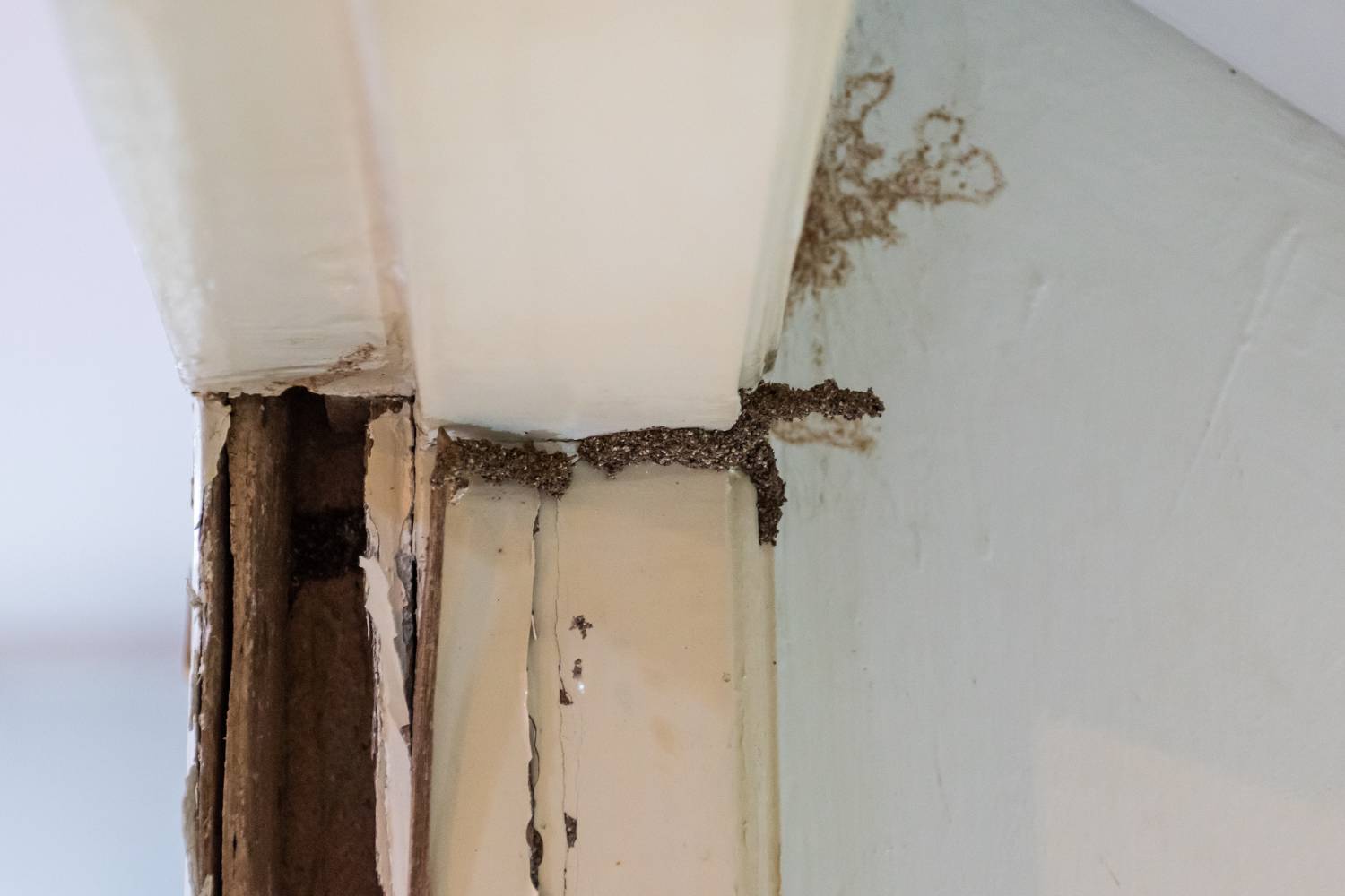 what does termite damage look like 1