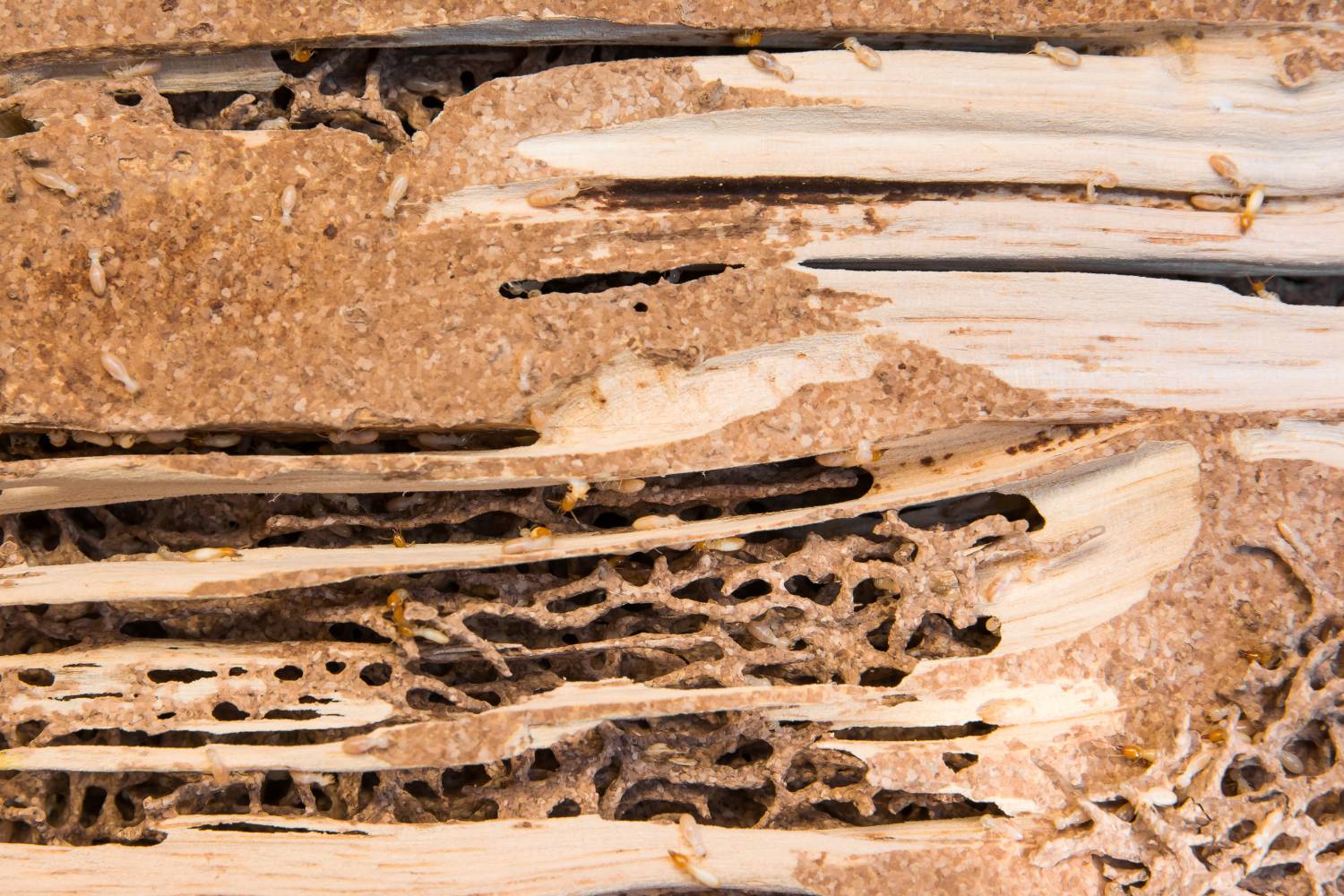 what does termite damage look like
