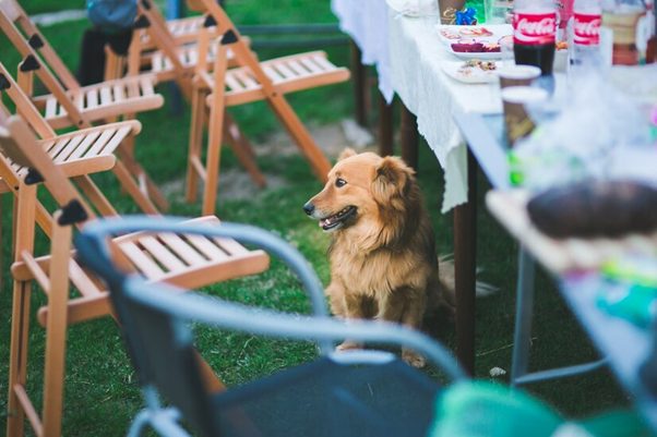 dogs at a wedding